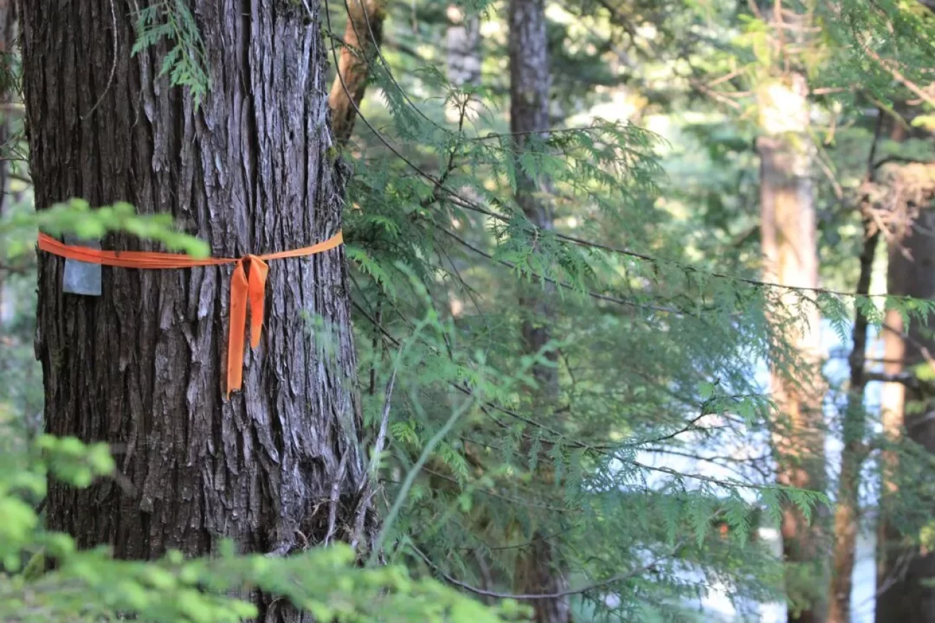 A ribbon marks a tree in the Prince of Wales Island town of Whale Pass. (Photo courtesy of Maranda Hamme).